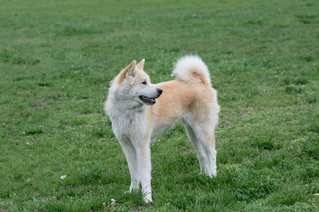 Close-up portrait of young of akita inu dog