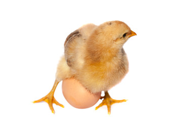 Cute little chicken with egg isolated on white background
