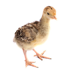 Chicken turkey isolated on a white background