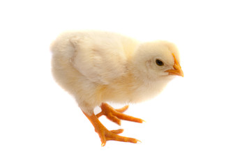 Cute little chicken isolated on white background