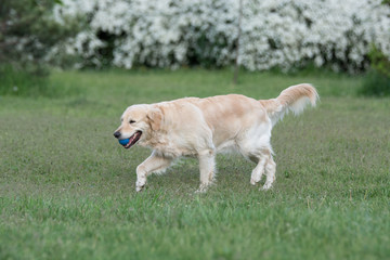 Golden retriever running  Close-up view of  dog
