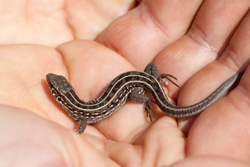 herpetologist hand holding juvenile balkan wall lizard. Podarcis tauricus