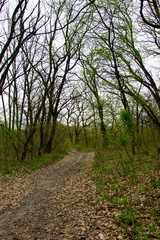 Footpath in spring green forest