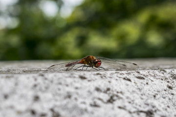 Side Angle View Of Red Dragonfly On Concrete