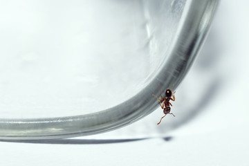 Close-Up Of Ant Climbing On Drinking Glass