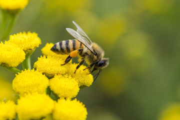 Close-Up Of Bee Collecting Pollen From Yellow Flower