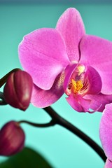 primo piano di orchidea rosa