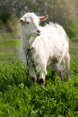 Naklejka na ściany i meble One white goat on green grass in a field