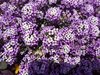 Fototapeta premium 道端のど根性タイムの花