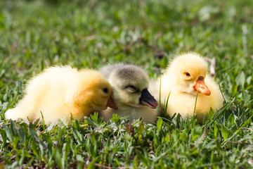 Three little domestic gosling in green grass