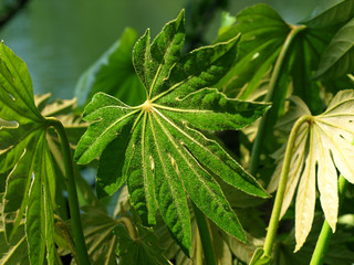 ヤツデの葉の新芽