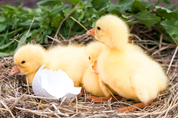 three little domestic gosling with broken eggshell in straw nest