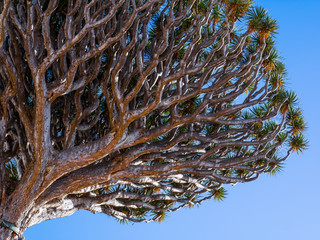 Drachenbaum, Teneriffa