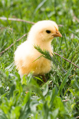 yellow baby chicken in the green grass