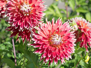 Dahlien, Dahlias