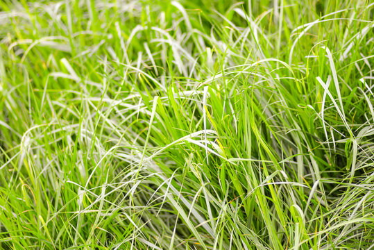 Close-up image of fresh spring green grass. Green grass photo background or texture. Beautiful bright field of green grass. Element of design. Natural background.