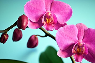 orchidea fiorita e in boccio