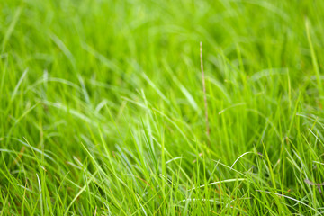 Close-up image of fresh spring green grass. Green grass photo background or texture. Beautiful bright field of green grass. Element of design. Natural background.
