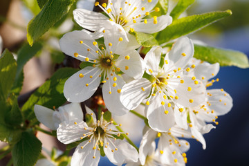 Obraz premium Macro shot of blooming in spring flowers of plum tree