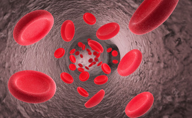 Red blood cells erythrocytes in interior of arterial or capillary blood vessel Showing endothelial cells and blood flow or stream Human anatomy model 3D visualization
