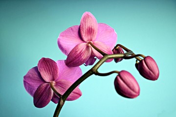 fiori di orchidea isolata