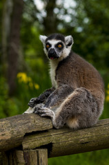 Tailed lemur