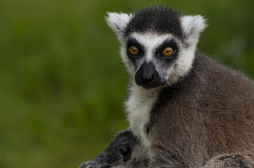 Fototapeta premium Tailed lemur