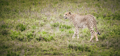 Cheetah walking in african savanna