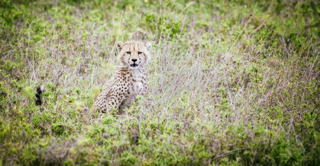 Young cheetah in african savanna