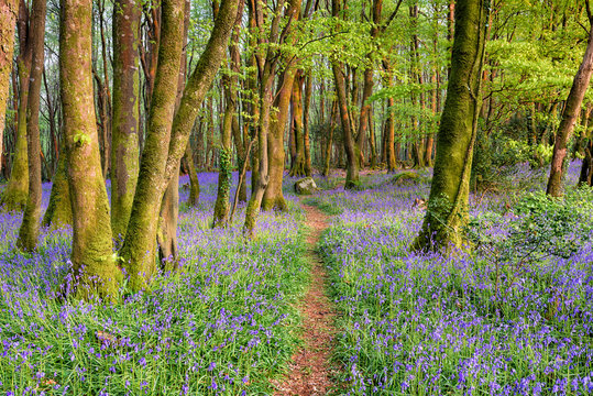 Bluebell Woods in Cornwall