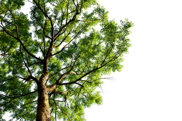 Big green tree isolated on white background