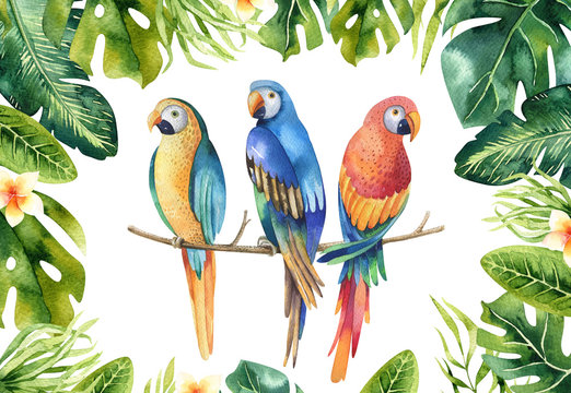 Hand drawn watercolor tropical plants set and  parrot. Exotic pa