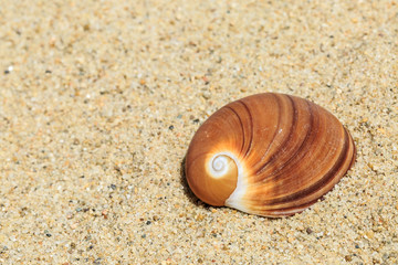 Landscape with conch on tropical beach