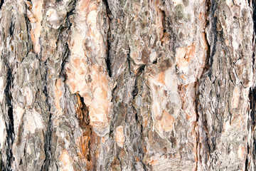 Bark of Pine Tree.