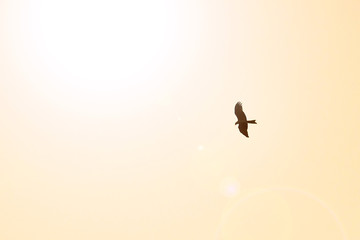 Red hawk,Red-backed sea-eagle
