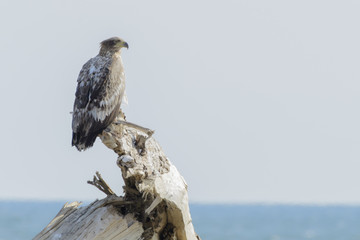 オジロワシ幼鳥