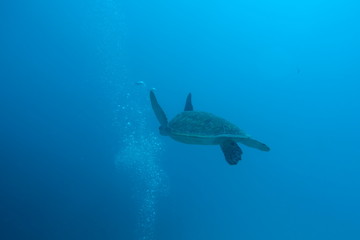 Diving in Puerto Rico