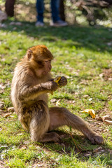 Barbary macaque in mountains of Middle Atlas - Morocco