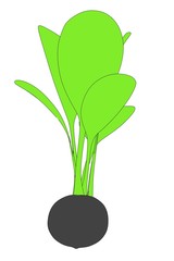 2d cartoon illustration of scroll