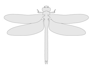 2d cartoon illustration of scroll