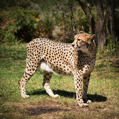 afrikanische Cheetah (Gepard)