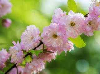 pink Sakura flowers spring trees