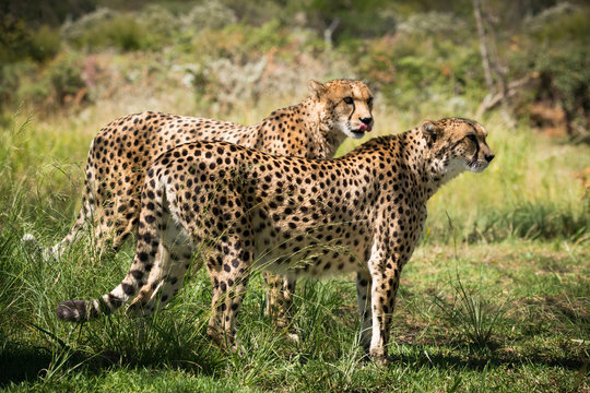 afrikanische Cheetahs (Geparden) 