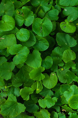 Green leaves. Background. Texture