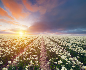 Fototapeta premium Landscape with tulips, traditional dutch windmills and houses near the canal in Zaanse Schans, Netherlands, Europe