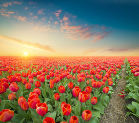 Landscape with tulips, traditional dutch windmills and houses near the canal in Zaanse Schans, Netherlands, Europe