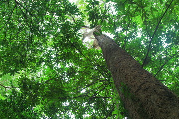 Fototapeta premium branch leaf of tree in the forest, bottom view