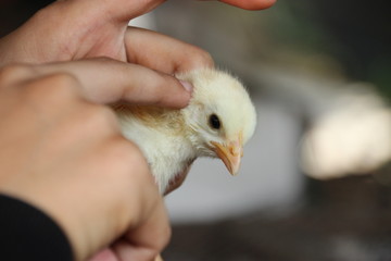 chick in human hand