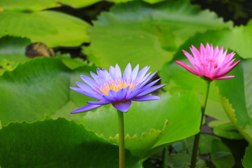 lotus flower or water lilly purple beautiful in nature © pramot48