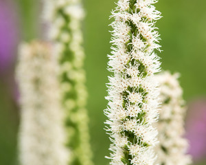 Fototapeta premium Flower Liatris spicata